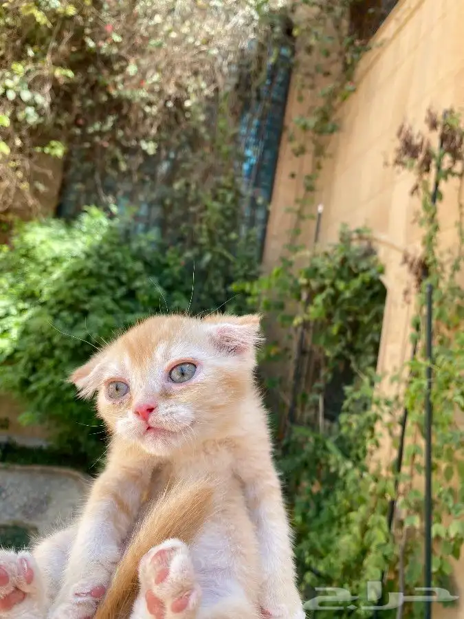 Scottish Fold Kittens Vaccinated Trained Tabby Available No 28