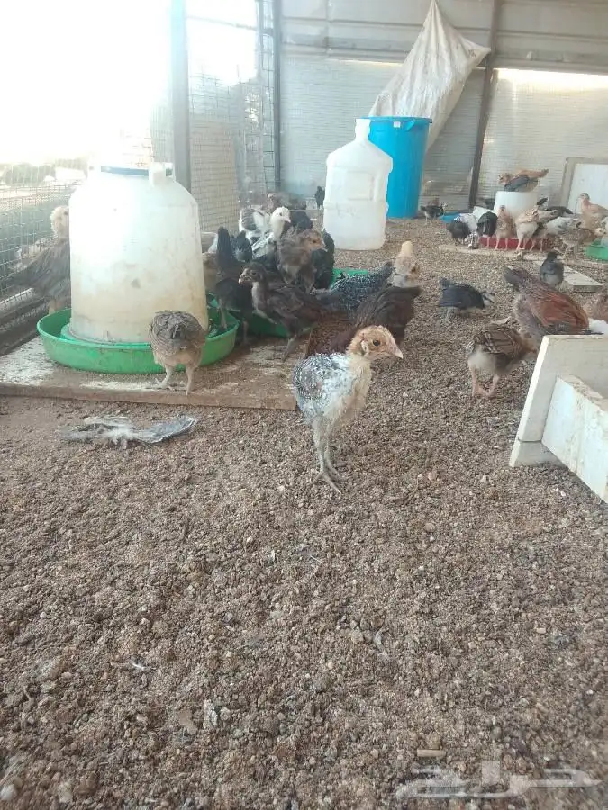 Local Chicken 4