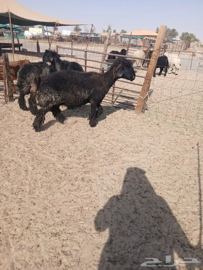 Arab sheep good breed location Mulayjah 2