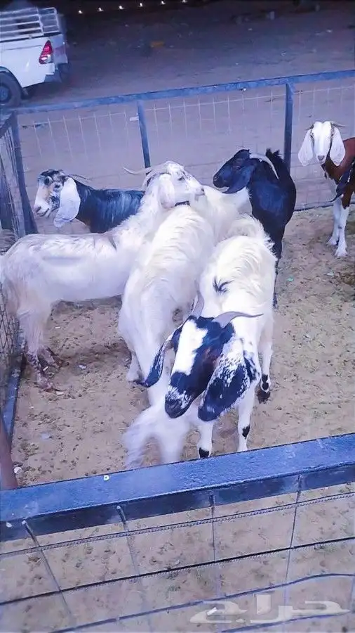 Goats for sale 2