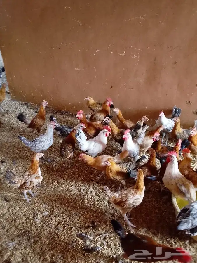 For sale Baladi and Fayoumi chickens 1