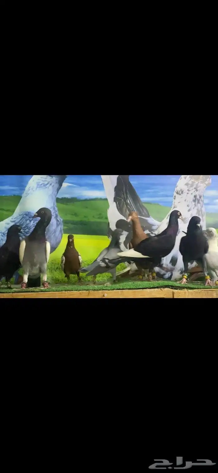 Kash Pigeon 1